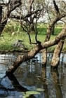 Large Saltwater Crocodile - Yellow Waters