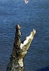 Jumping Crocodile - Adelaide River