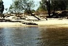 Large Saltwater Crocodile - East Alligator River