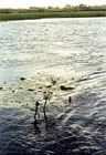 Water Lily - Yellow Waters