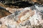 Aboriginal Rock Art - Arnhemland